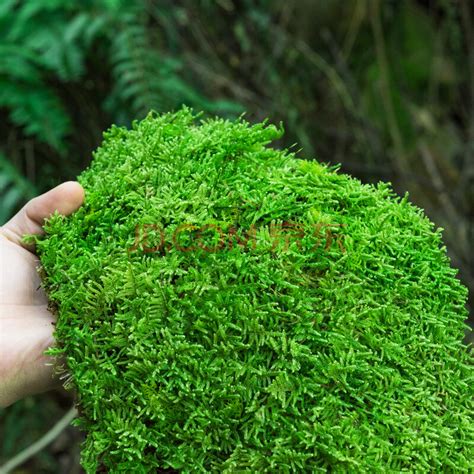 青苔水|藓類植物門